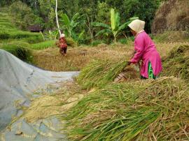 MUSIM PANEN PADI DI AWAL KEMARAU